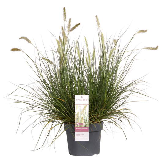 Pennisetum alopecuroides 'Hameln' - Ø19cm - Pflanzfix24