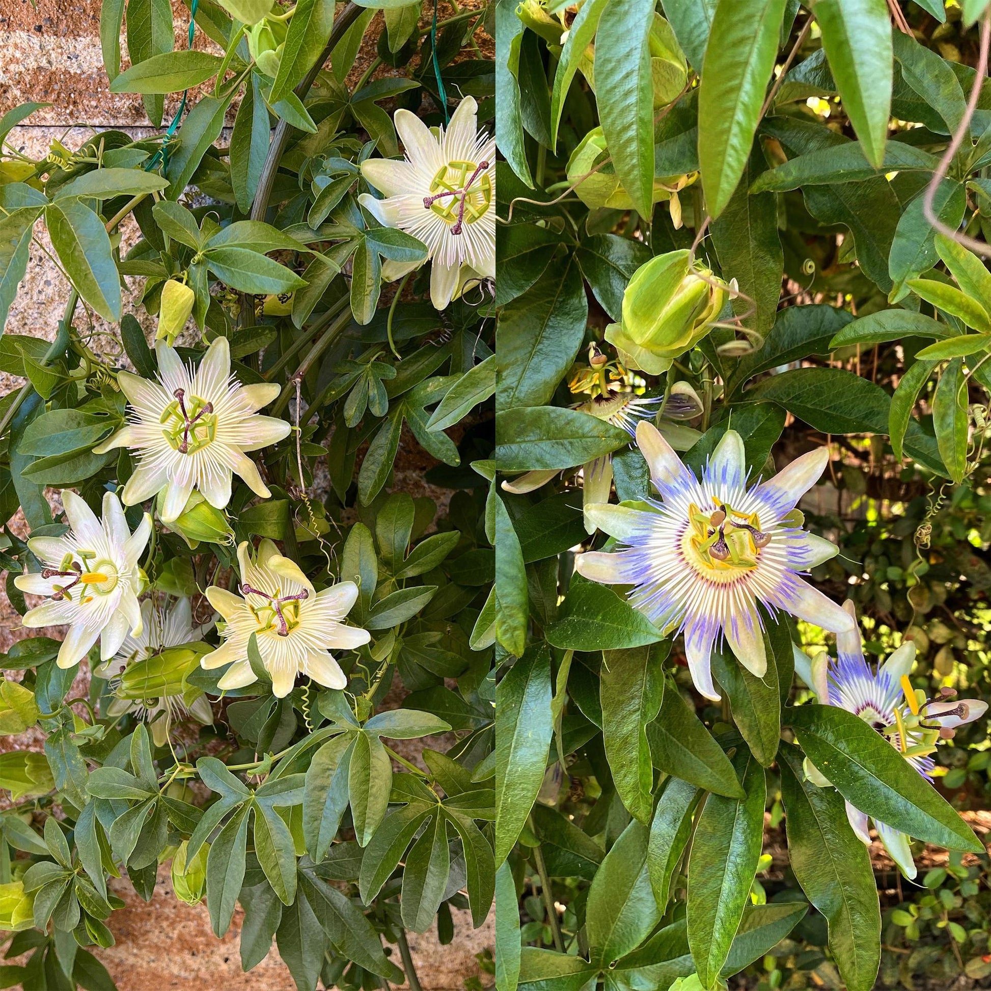 Passiflora Tricolour - 3 Pflanzen - Topf 11cm - Pflanzfix24.de - Pflanzfix24.de