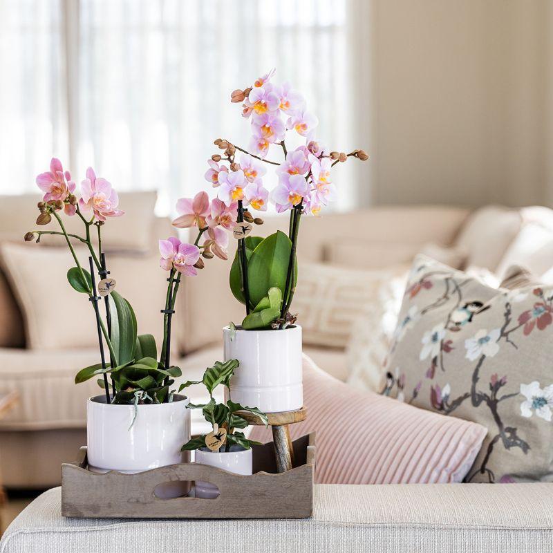 Rosa Phalaenopsis Orchidee 9cm – blühende Zimmerpflanze | Pflanzfix24