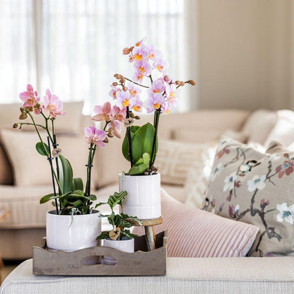Rosa Phalaenopsis Orchidee 9cm – blühende Zimmerpflanze | Pflanzfix24
