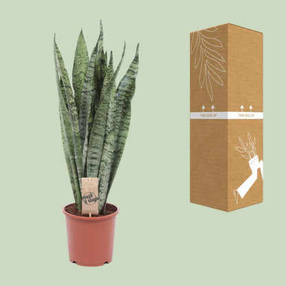 Sansevieria Zeylanica - Ø17cm - ↕70cm - Pflanzfix24