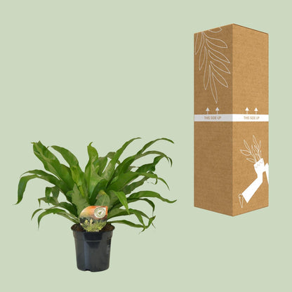 Asplenium Antiquum - Ø17cm - ↕40cm bei Pflanzfix24