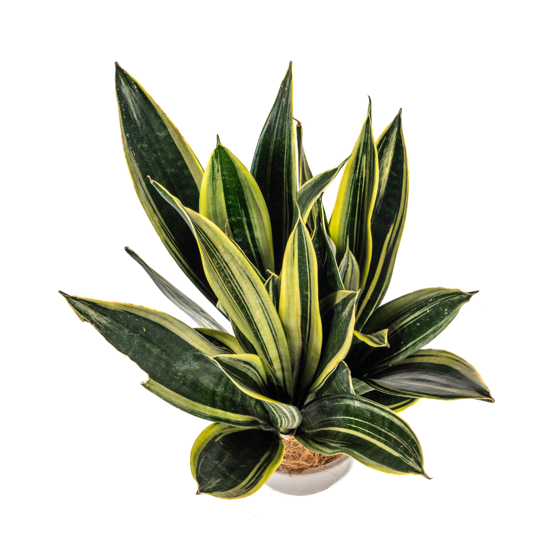 Sansevieria Trifasciata Canary Ø17cm | Pflanzfix24.de - Pflanzfix24.de