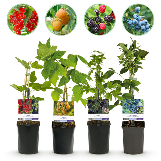 GreenboutiQ - Obstpflanzenmix - Rote Beere, Gelbe Himbeere, Schwarze Brombeere, Blaubeere - 4 Pflanzen - Topf 11cm Höhe 40cm - Pflanzfix24