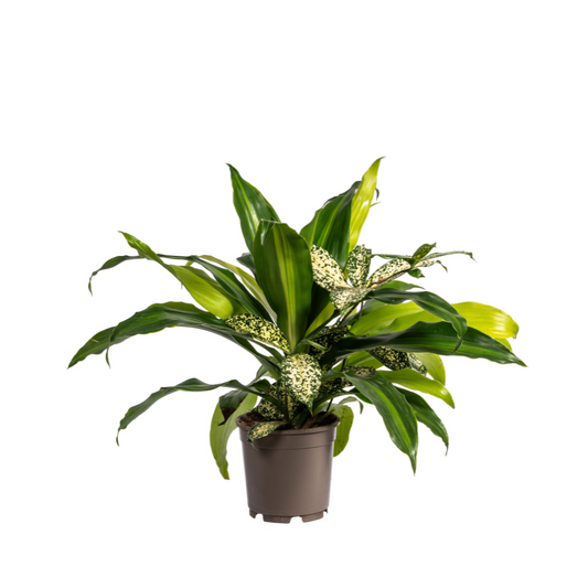 Mixed Combo Grünpflanzen Ø17cm – 55–65 cm | Pflanzfix24.de - Pflanzfix24.de