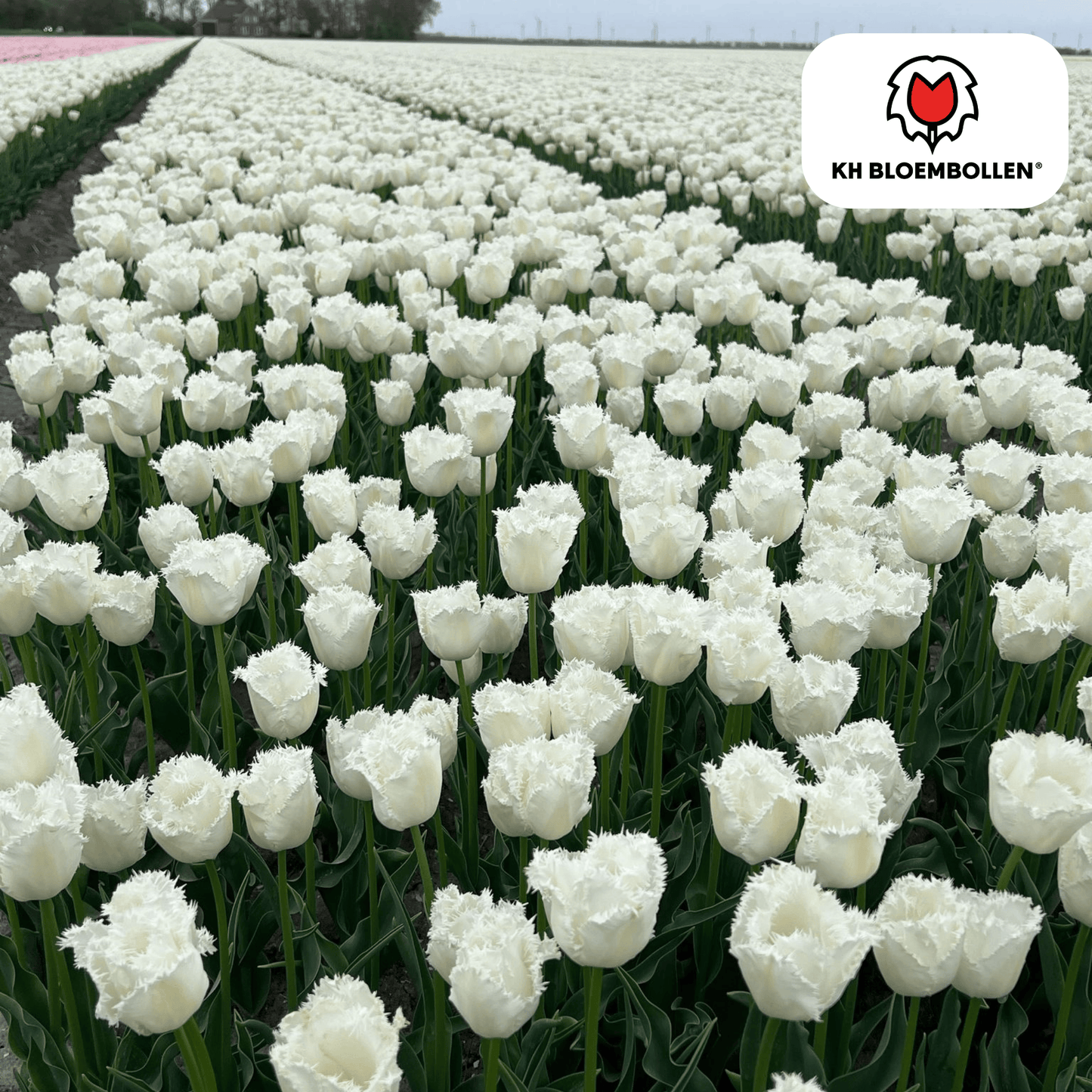 Tulpenbollen Honeymoon - 20 Stuks | KH Bloembollen® - Pflanzfix24
