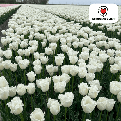 Tulpenbollen Honeymoon - 20 Stuks | KH Bloembollen® - Pflanzfix24