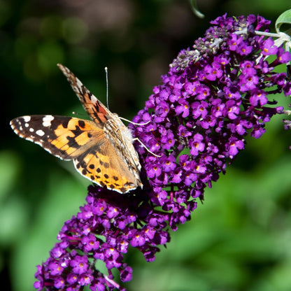 Pflanzfix24.de - Schmetterlingsstrauch - Buddleja davidii Purple Emperor - 1 Pflanze - Topf 17cm - Pflanzfix24.de