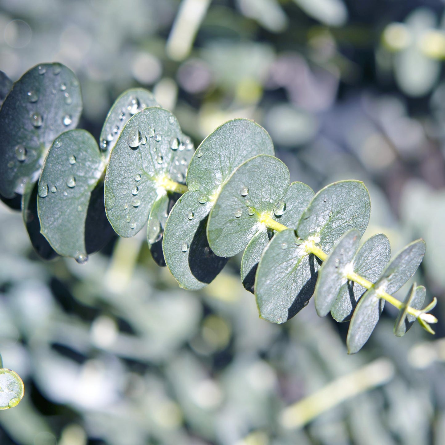 Terrassenpflanze - Eucalyptus gunnii - Grau - 6 Pflanzen - Pflanzfix24
