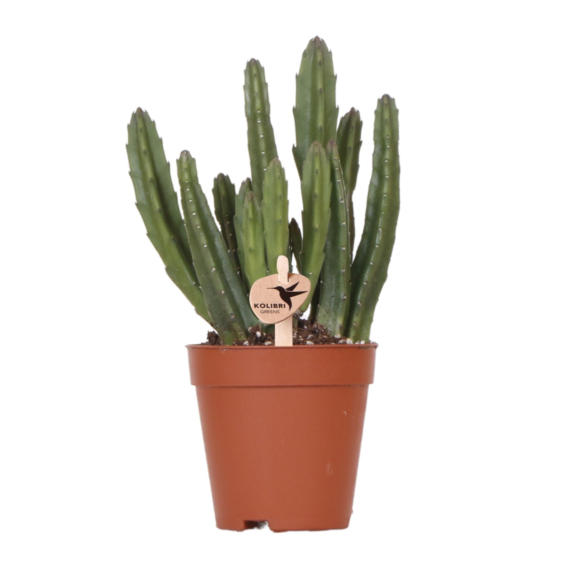 Stapelia Kaktus Ø9cm – Zimmerpflanze bei Pflanzfix24.de - Pflanzfix24.de