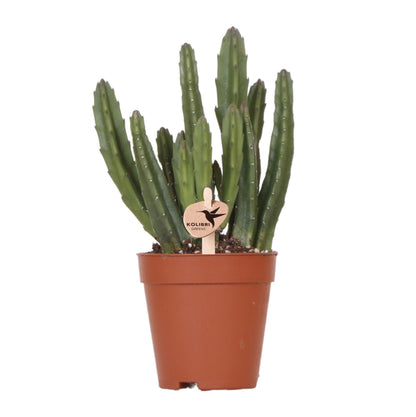 Stapelia Kaktus Ø9cm – Zimmerpflanze bei Pflanzfix24.de - Pflanzfix24.de