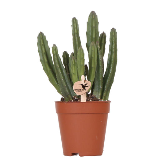 Stapelia Kaktus Ø9cm – Zimmerpflanze bei Pflanzfix24.de - Pflanzfix24.de