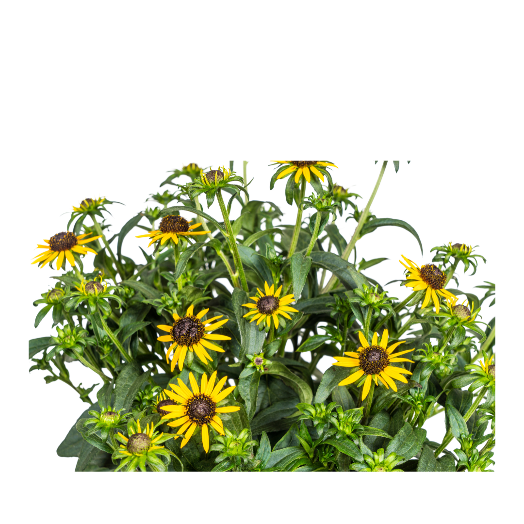 Rudbeckia Fulgida Little Goldstar Ø19cm – blühfreudig | Pflanzfix24.de - Pflanzfix24.de