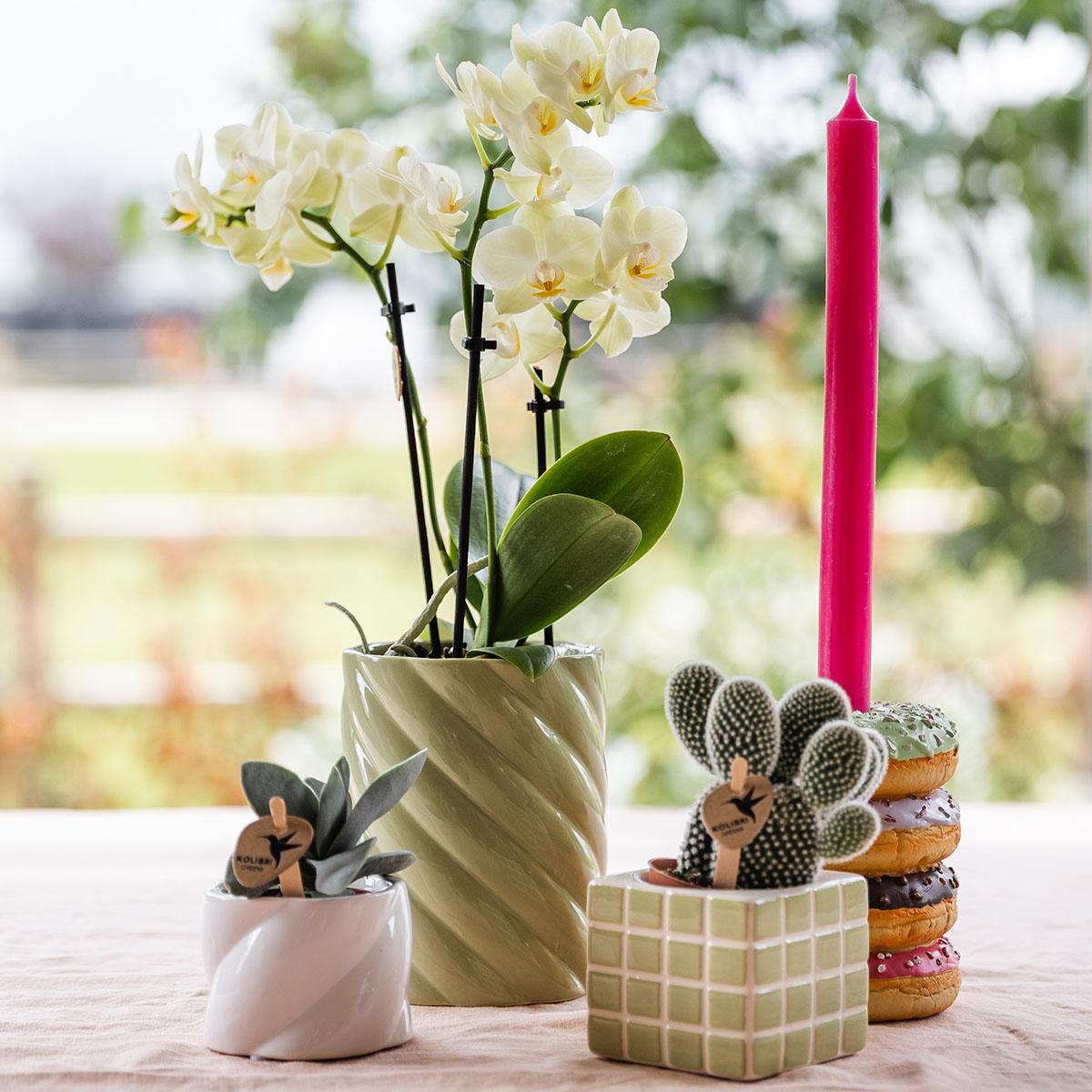 Phalaenopsis Orchidee Gelb Ø9 cm ohne Topf – Pflanzfix24.de - Pflanzfix24.de