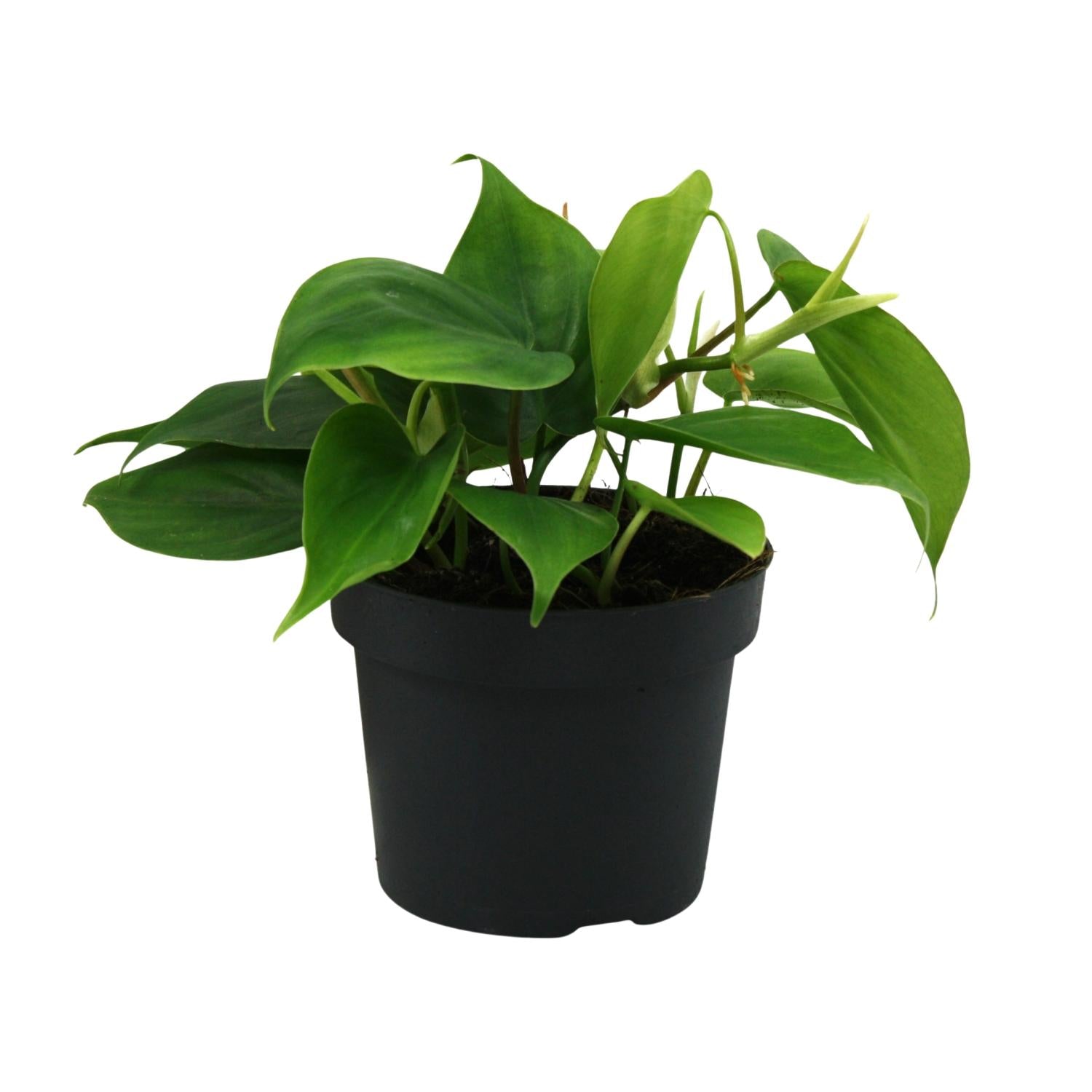 Philodendron Scandens 20cm Ø12cm – Pflegeleichte Zimmerpflanze | Pflanzfix24.de - Pflanzfix24.de