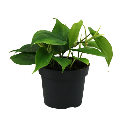 Philodendron Scandens 20cm Ø12cm – Pflegeleichte Zimmerpflanze | Pflanzfix24.de - Pflanzfix24.de