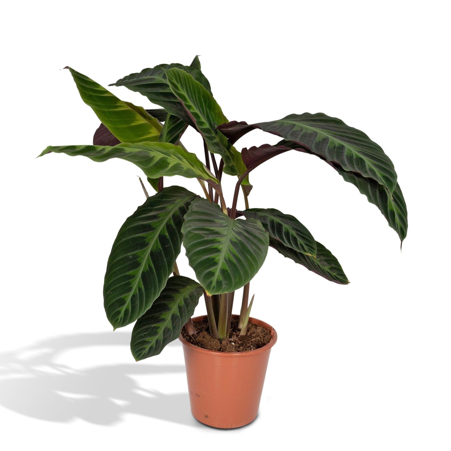 Calathea Warscewiczii - Pfauenpflanze - Ø19cm - ↕70cm - Pflanzfix24.de - Pflanzfix24.de