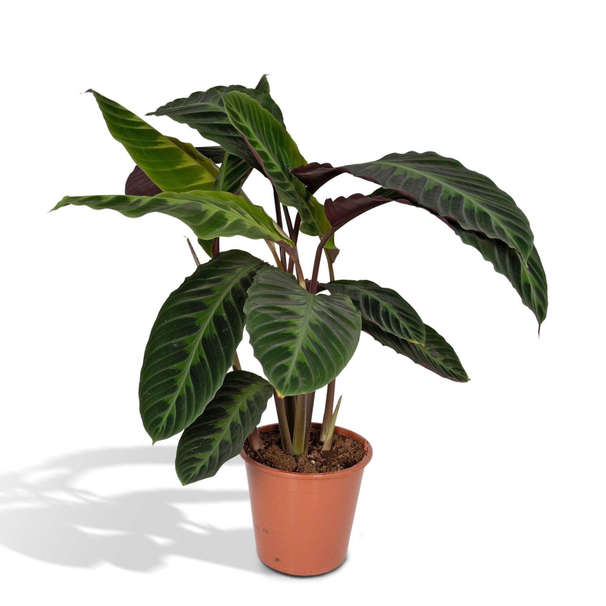 Calathea Warscewiczii - Pfauenpflanze - Ø19cm - ↕70cm - Pflanzfix24.de - Pflanzfix24.de