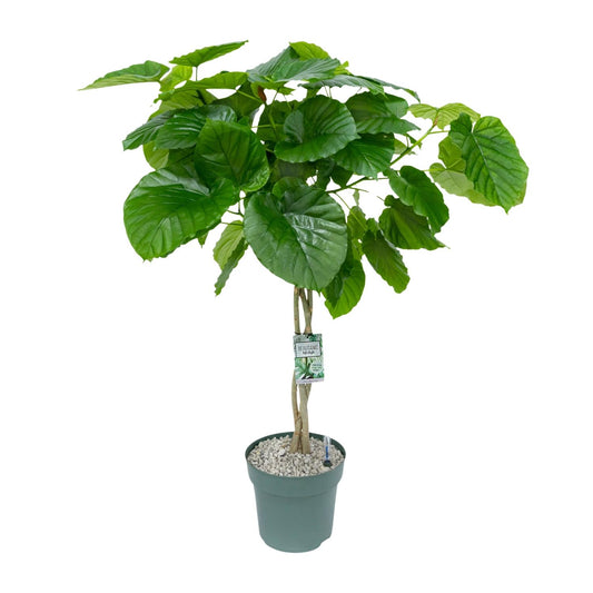 Ficus Umbellata (Gevlochten) - Ø27cm - ↕120cm - Pflanzfix24