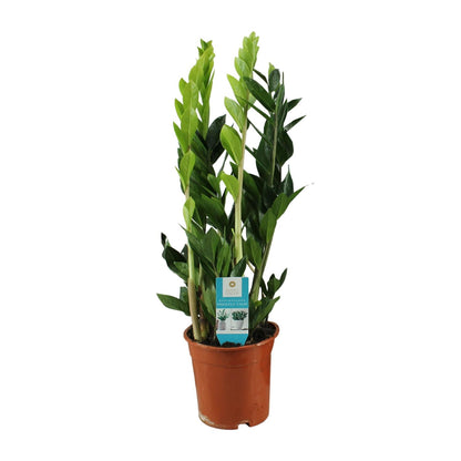 Zamioculcas Zamiifolia Ø17cm | Pflegeleicht | Pflanzfix24