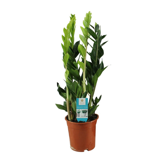 Zamioculcas Zamiifolia Ø17cm | Pflegeleicht | Pflanzfix24