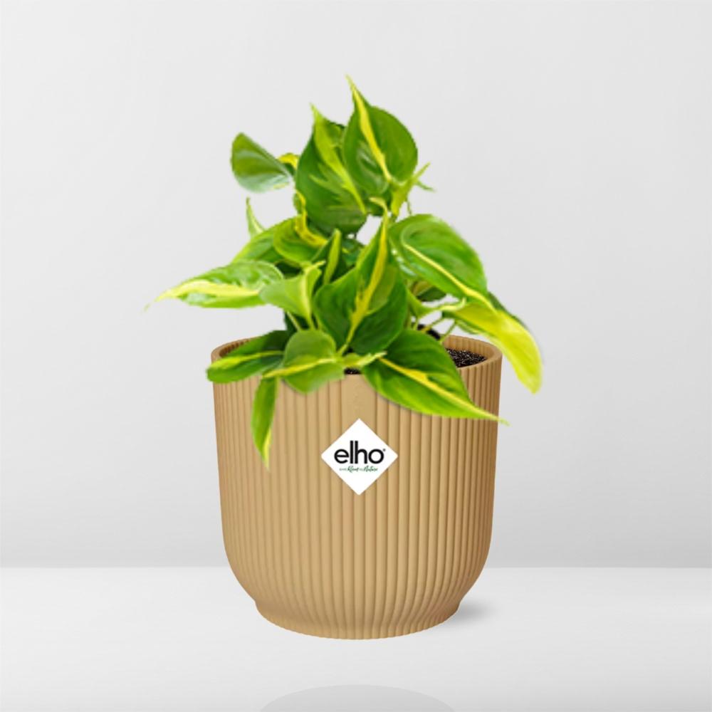 Philodendron Scandens Brasil Ø14cm gelb – Zimmerpflanze | Pflanzfix24.de