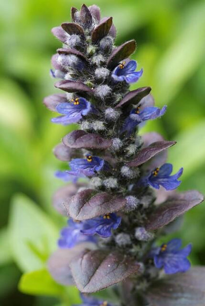 12x Ajuga reptans 'Catlin's Giant' - Pflanzfix24