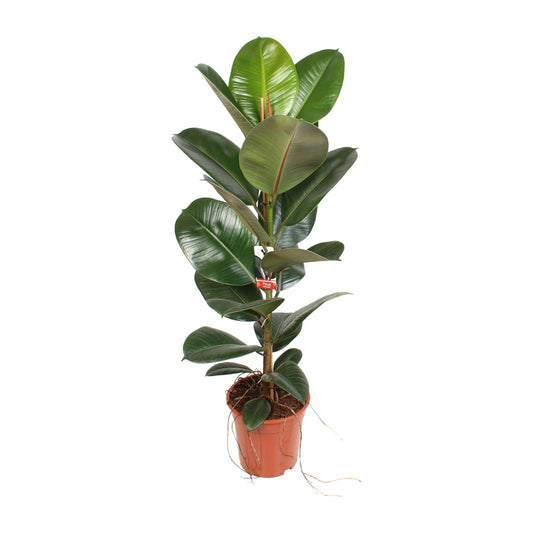 Ficus Elastica Robusta - Ø21cm - ↕95cm bei Pflanzfix24