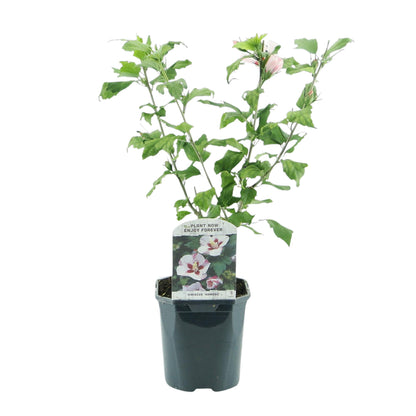 Pflanzfix24.de - Hibiscus syriacus Hamabo - 1 Pflanze - Laubabwerfend - Topf 17cm - Pflanzfix24.de
