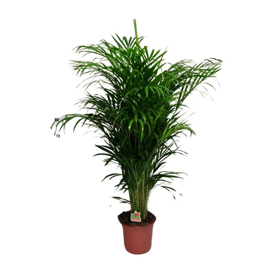 Dypsis Lutescens - Ø24cm - ↕125cm bei Pflanzfix24