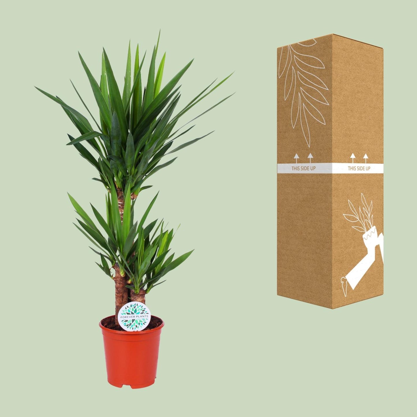 Yucca Elephantipes - Ø21cm - ↕90cm bei Pflanzfix24