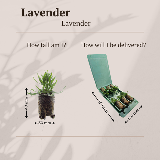 Lavandula 'Munstead' 6er-Set – Duftende Lavendel Jungpflanzen | Pflanzfix24.de - Pflanzfix24.de