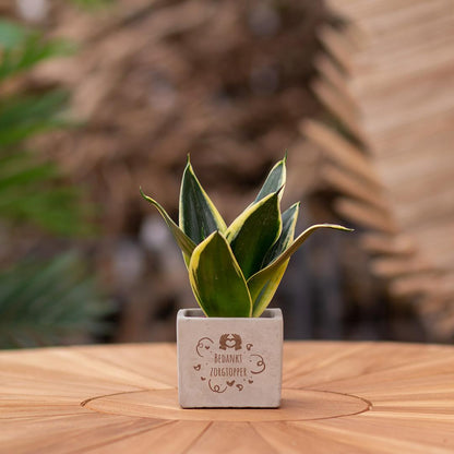 Congreet plantpots + Sansevieria | Bedankt zorgtopper - Pflanzfix24.de - Pflanzfix24.de