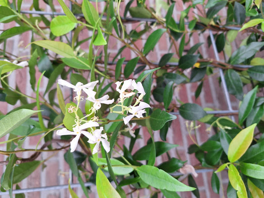 Trachelospermum Sternjasmin Fertighecke 120x180 cm - Pflanzfix24