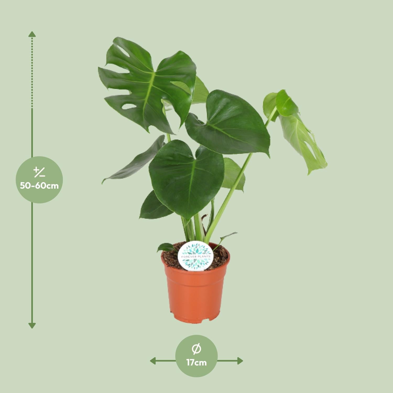 Monstera Deliciosa - Ø17cm - ↕55cm - Pflanzfix24.de - Pflanzfix24.de