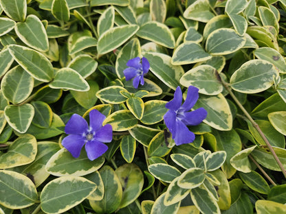 40x Vinca minor 'Aureovariegata' – Bodendecker – Pflanzfix24