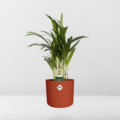 Dypsis Lutescens (Areca) 12cm - Bambuspalme - Pflanzfix24