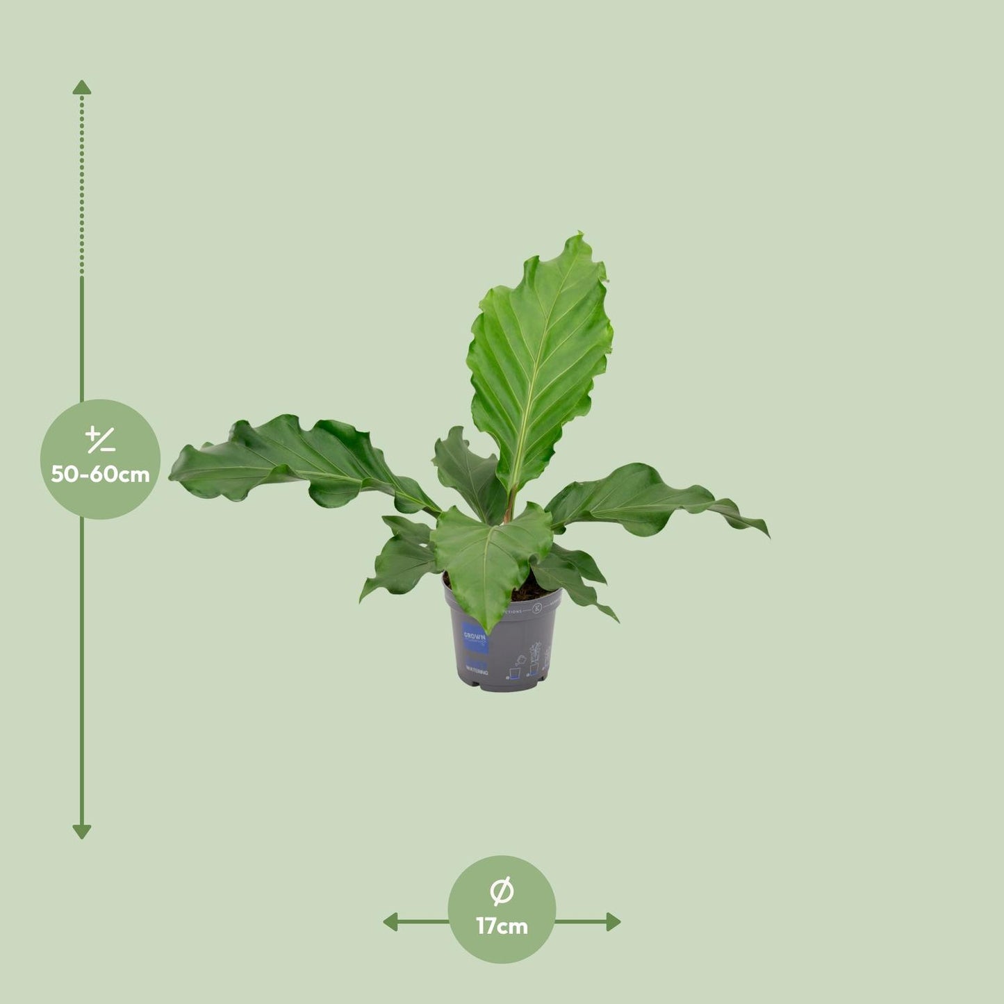 Anthurium Birdnes - Ø17cm - ↕55cm - Pflanzfix24