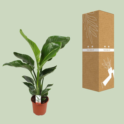 Strelitzia Nicolai 17 cm Ø17 cm 70 cm hoch | Pflanzfix24