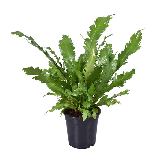 Asplenium Nidus - Ø17cm - ↕45cm - Pflanzfix24.de - Pflanzfix24.de