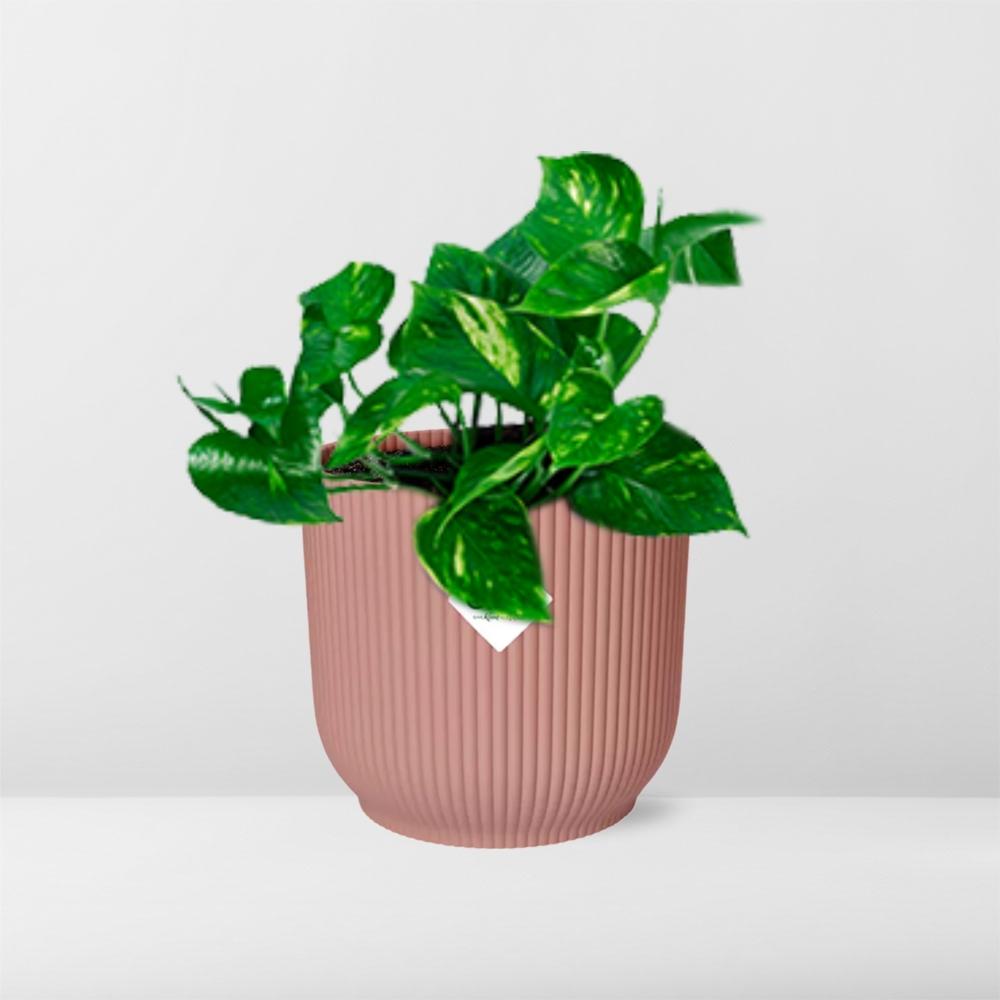 Epipremnum Pinnatum 'Aureum' in ELHO Vibes Fold 14cm roze - Pflanzfix24