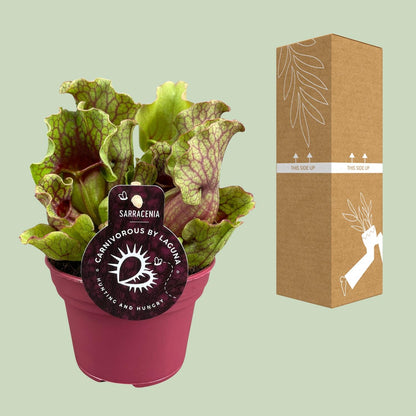 Sarracenia Schlauchpflanze Ø12cm – Fleischfresser – Pflanzfix24.de - Pflanzfix24.de