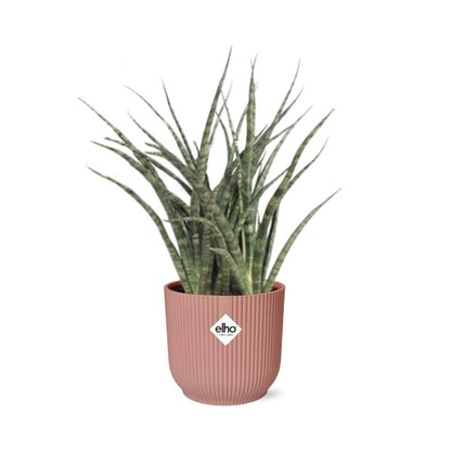 Sansevieria Fernwood Punk in ELHO Vibes Fold 14cm roze - Pflanzfix24