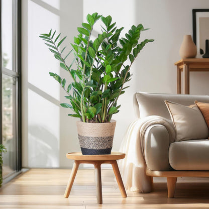 Zamioculcas mit Jutekorb Lissabon Schwarz – 80cm – Pflanzfix24.de - Pflanzfix24.de