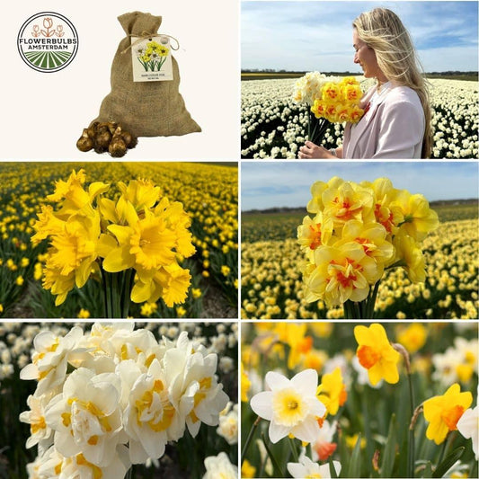 Narzissenmischung Amsterdam - 50 Blumenzwiebeln für Frühlingspracht - Größe 12/14 - Pflanzfix24