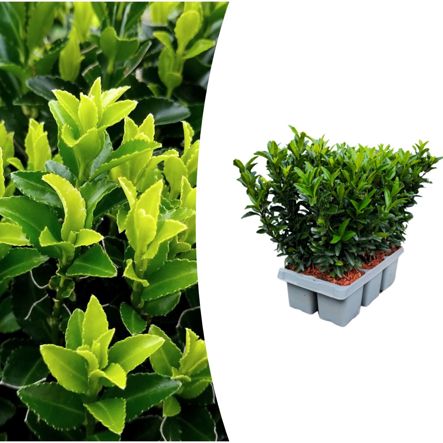 6er Set Euonymus 'Green Spire' Ø 7 cm, 15 cm hoch – Pflanzfix24.de - Pflanzfix24.de