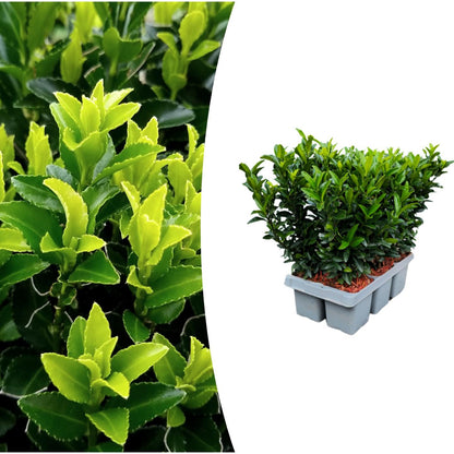 6er Set Euonymus 'Green Spire' Ø 7 cm, 15 cm hoch – Pflanzfix24.de - Pflanzfix24.de