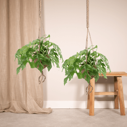 Monstera Minima Hängepflanze im Kokodama – 2er-Set | Pflanzfix24.de - Pflanzfix24.de