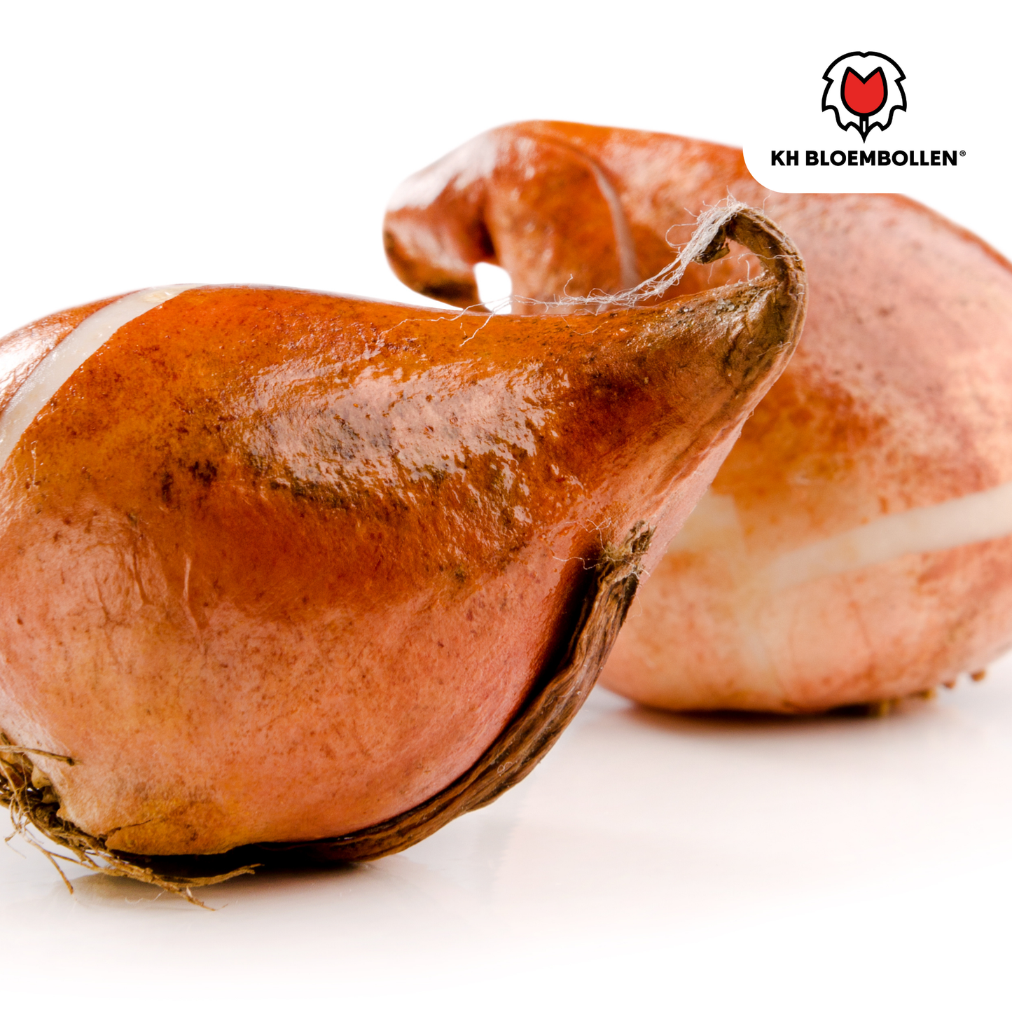 Tulpenbollen Apricot Delight – 20 Stuks | KH Bloembollen® | Roze Apricot Tulp - Pflanzfix24