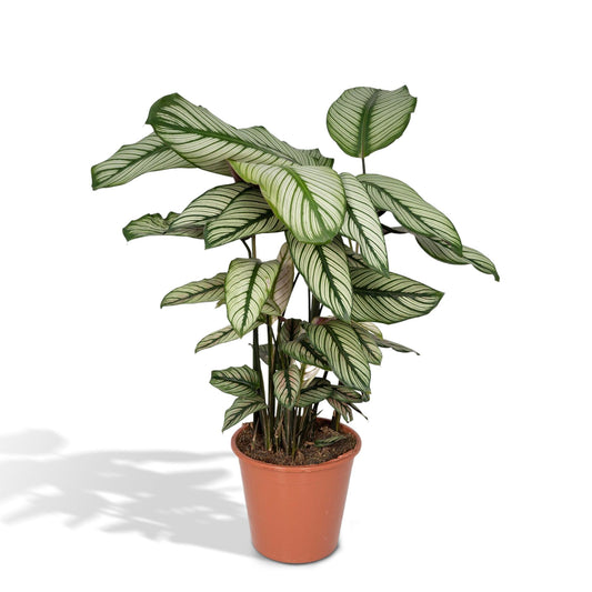 Calathea Whitestar - pflanzfix24